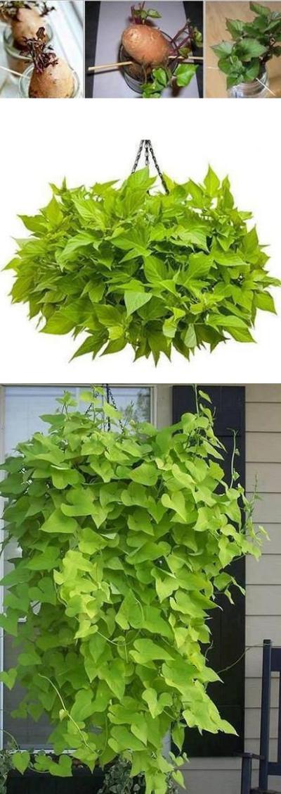 植物墙 贴图 自然元素
