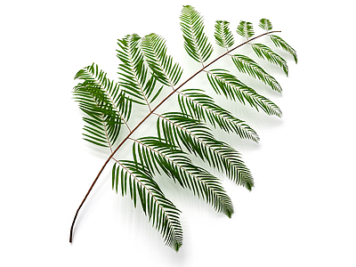 绿色枝叶植物模型