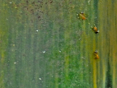 鱼缸