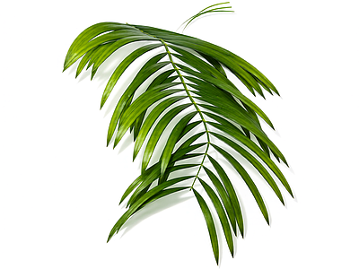 绿色植物枝叶模型