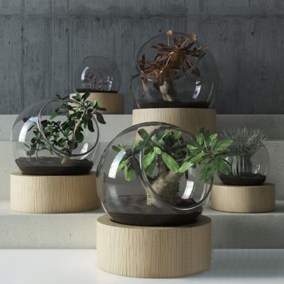 现代盆栽植物摆件