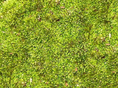 绿植墙