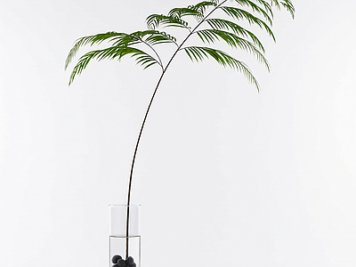 盆栽蕨类植物