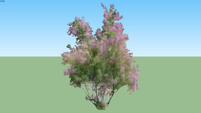 柽柳是级联的粉红 植物 其他 花 画 湖