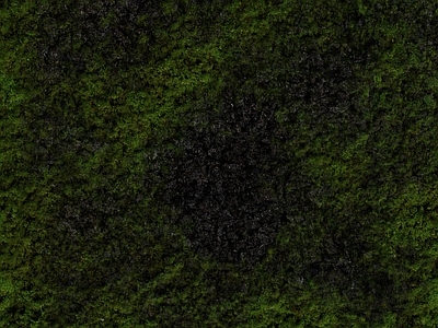 绿植墙