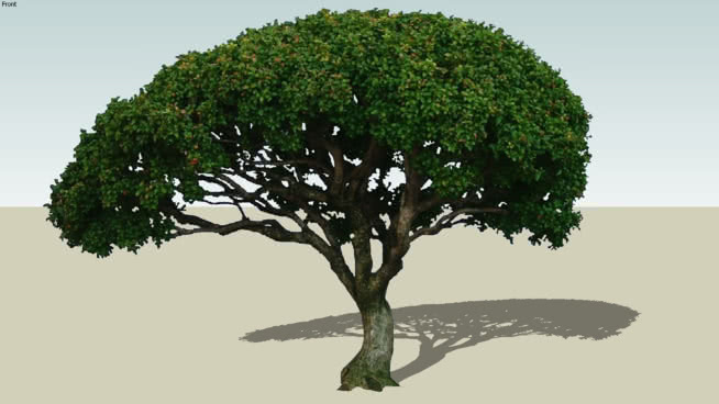 树2D 植物 西兰花 花盆 其他 湖