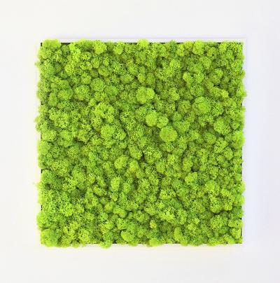 植物墙 贴图 自然元素