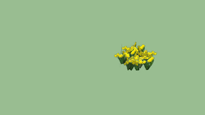 黄喇叭水仙 其他 花 油菜花田 黑板
