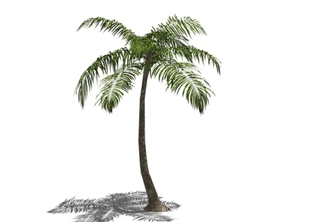 3D棕榈科植物