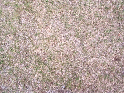 地面-草皮-0035.jpg 自然