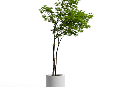 盆栽植物带花盆