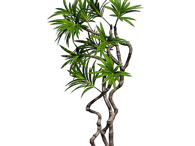 扭曲枝叶装饰植物