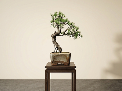 艺术绿植盆栽盆栽