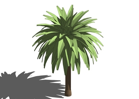 3D棕榈科植物