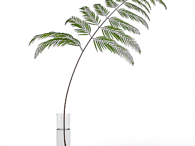 盆栽蕨类植物