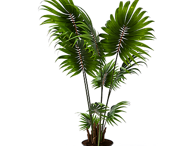 盆栽棕榈植物