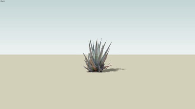 龙舌兰荒漠植物 家居物品 羽毛笔 画 沙漠 铅笔