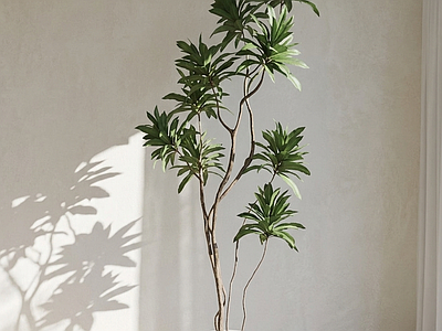 小型盆栽绿植盆栽