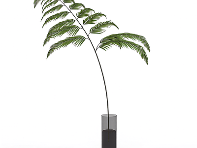 盆栽蕨类植物