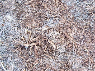 地面-草皮-0010.jpg 自然