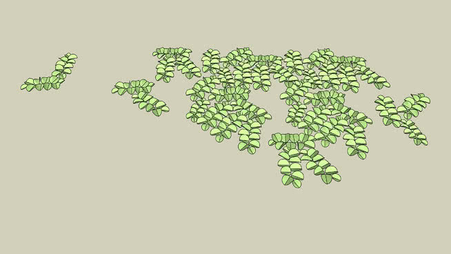 槐叶苹属 其他 地图 植物 画 室外