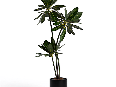 盆栽植物组合