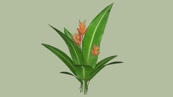 蝎尾蕉psittacorum 植物 其他 花