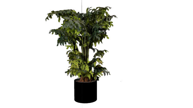 鱼尾棕榈树 花瓶 植物 其他 花盆