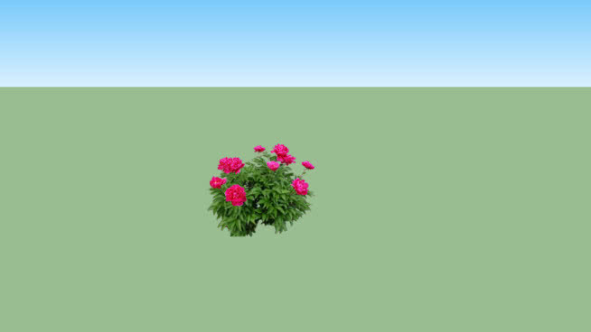 牡丹 其他 花 画 沙漠