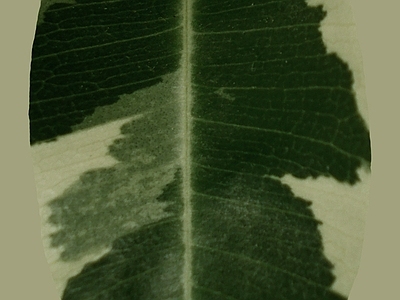 绿植墙