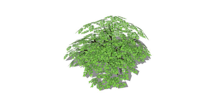 都香忍冬 饰品 植物 西兰花 画 其他