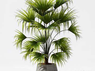 盆栽棕榈植物