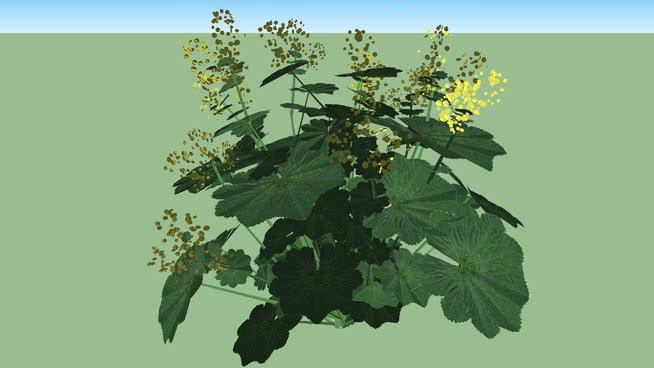 羊肚菌 画 其他 油菜花田 棉花