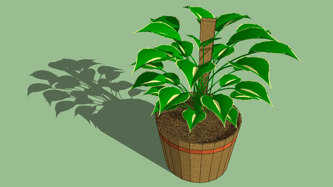 植物 植物 花盆 花瓶 其他 菠萝