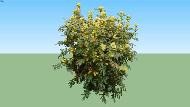 亮叶十大功劳 植物 油菜花田 其他 湖 天空