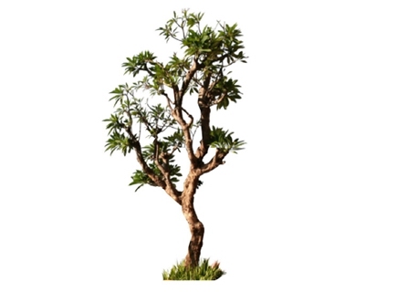2D植物树