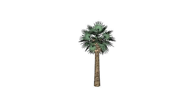 热带椰子树 植物 烟花 羽毛笔 饰品 火柴