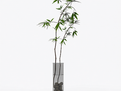 竹子盆栽植物