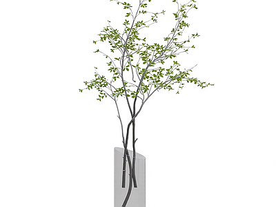 盆栽植物装饰
