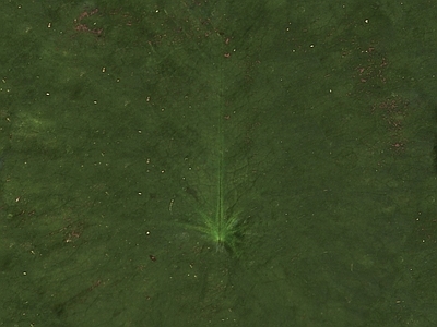 绿植墙