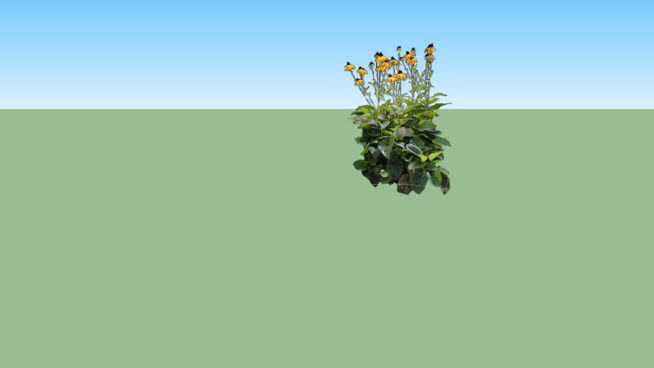 黑眼苏珊 其他 花 画 沙漠