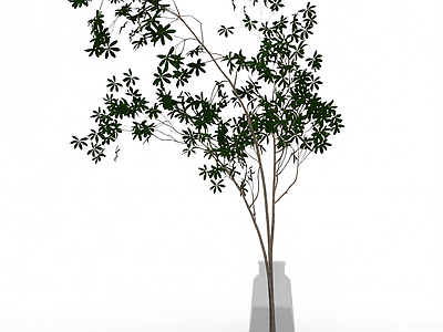 盆栽植物带花盆