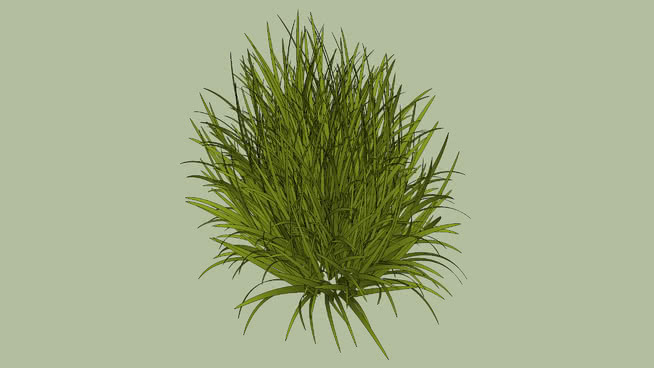 草 植物