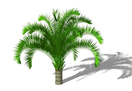 3D棕榈科植物
