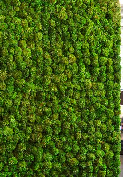 植物墙 贴图 自然元素