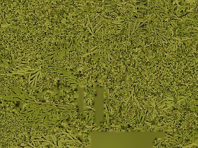 植物壁纸