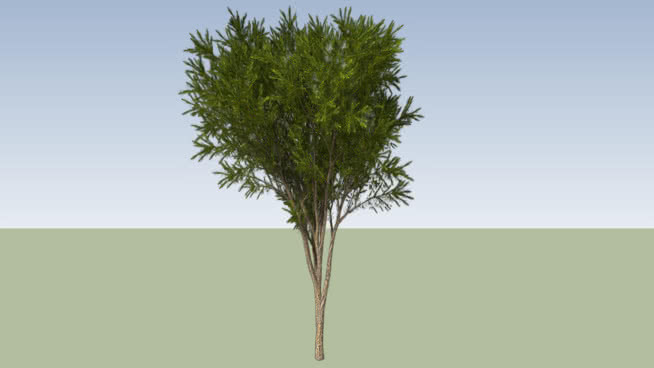 澳洲茶树（千层互花米草） 湖 沙滩 其他 画