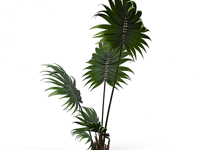 盆栽棕榈植物