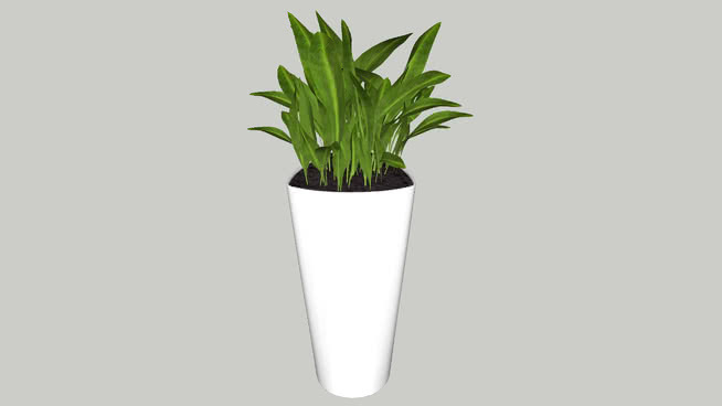 室外植物 花瓶 其他 植物
