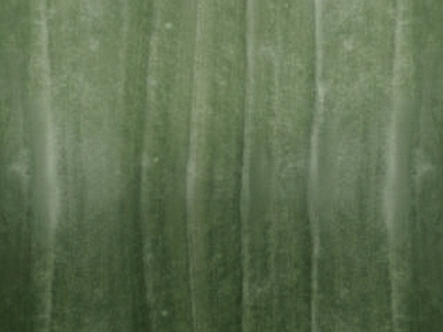 绿植墙